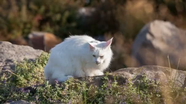 Maine Coon gato blanco en la naturaleza — Vídeos de Stock