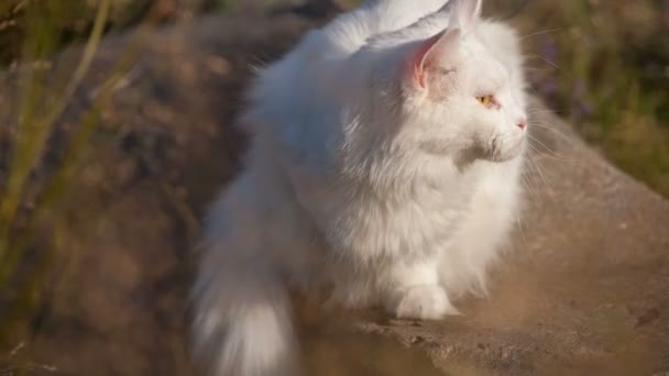 Maine Coon vit katt i vilt — Stockvideo