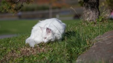 Maine Coon beyaz kedi içinde belgili tanımlık vahşi