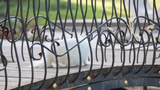 Maine Coon gato blanco en la naturaleza — Vídeos de Stock