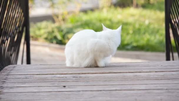 Maine Coon gato branco na natureza — Vídeo de Stock