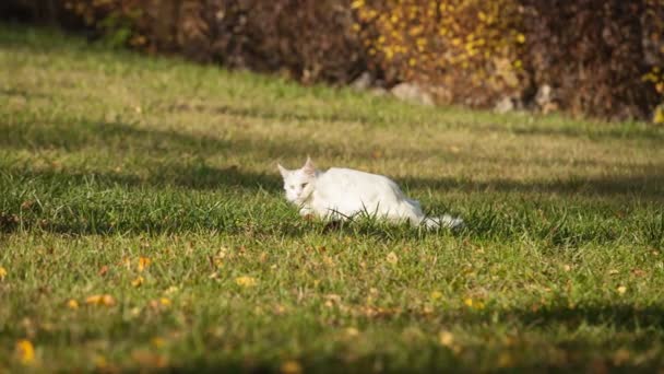 Λευκό Maine Coon γάτα στην άγρια φύση — Αρχείο Βίντεο
