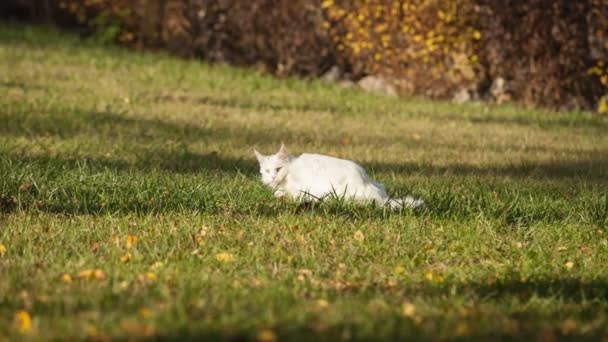 Maine Coon chat blanc dans la nature — Video