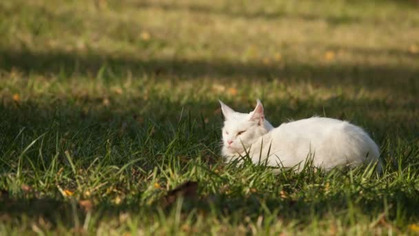 Maine Coon chat blanc dans la nature — Video