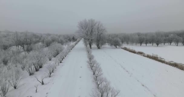 Winter park luchtfoto — Stockvideo