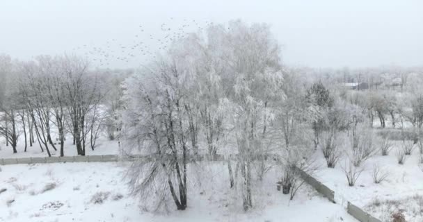 Воздушный кадр зимнего парка — стоковое видео