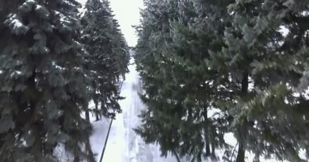 Зимовий парк повітряний постріл — стокове відео