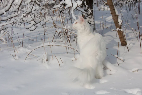 Maine Coon white cat in the wild snow — Stock Photo, Image