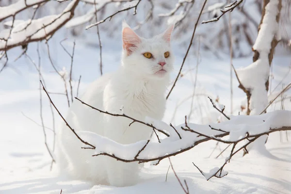 Λευκό Maine Coon γάτα στο άγριο χιόνι — Φωτογραφία Αρχείου