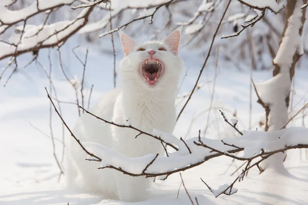 Maine Coon beyaz kedi içinde belgili tanımlık vahşi kar