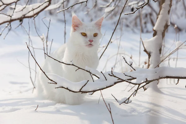 Maine Coon gato blanco en la nieve salvaje — Foto de Stock