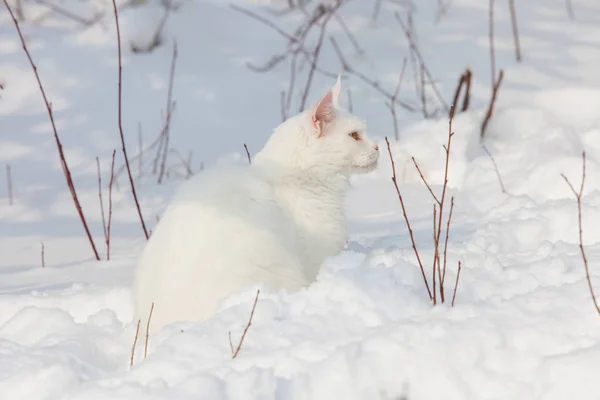 Maine Coon gato branco na neve selvagem — Fotografia de Stock