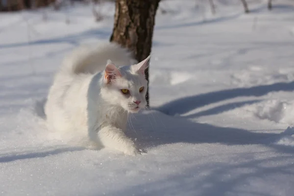Maine coone λευκή γάτα το χειμώνα και το χιόνι — Φωτογραφία Αρχείου