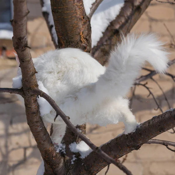 Maine coone vit katt i vinter och snö — Stockfoto