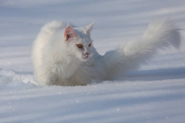 Maine coone gato blanco en el invierno y la nieve — Foto de Stock