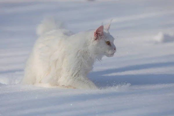 Maine coone beyaz kedi içinde belgili tanımlık kış ve kar