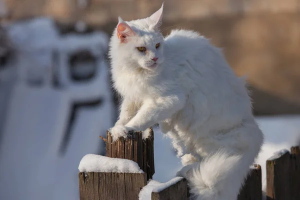Maine coone gato blanco en el invierno y la nieve — Foto de Stock