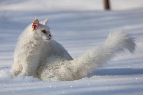 Maine coone vit katt i vinter och snö Stockfoto