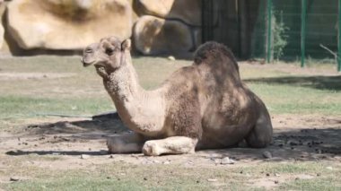 Hayvanat bahçesindeki deve yerde yatıyor.