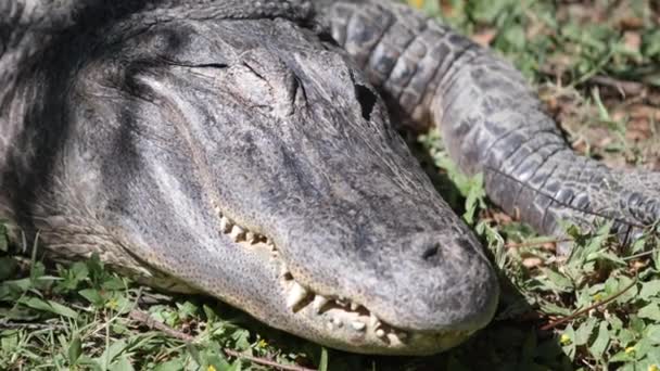Krokodil alszik az állatkertben — Stock videók