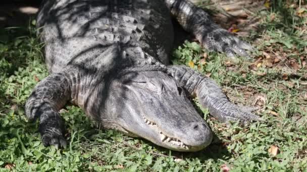 Крокодил спит в зоопарке — стоковое видео