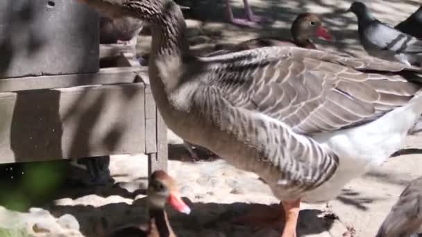 Ganso y las palomas comen — Vídeo de stock