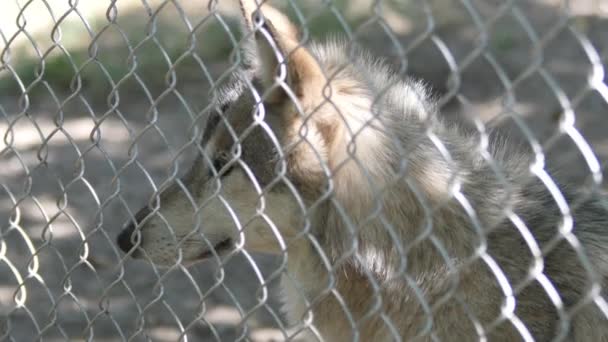 Wolf achter het hek in de dierentuin — Stockvideo