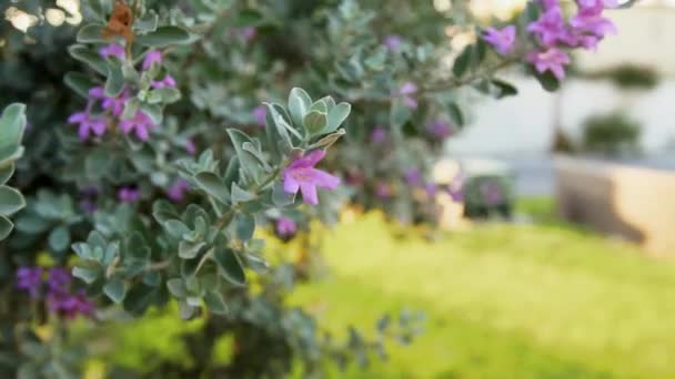 Фіолетові квіти на кущі — стокове відео