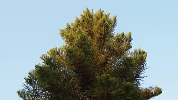 Зеленая ель на небе — стоковое видео