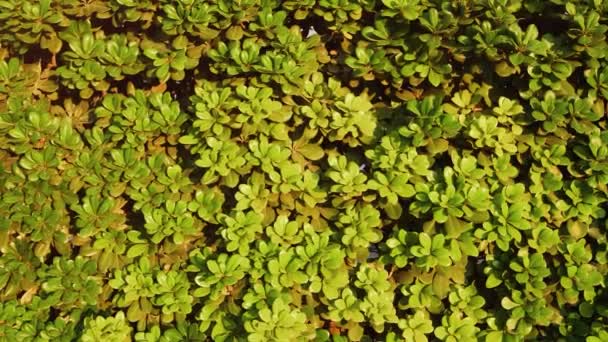 Verde arbusto parede ainda tiro — Vídeo de Stock