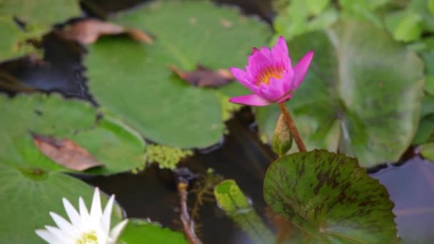 Fleur de lotus dans l'eau — Video