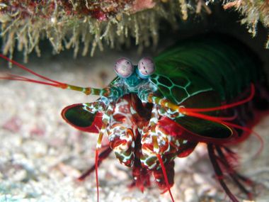 Mantis karides çakıl derinlikte üzerinde.