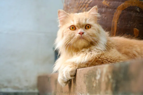 Arancione gatto persiano sedersi sul pavimento di cemento — Foto Stock