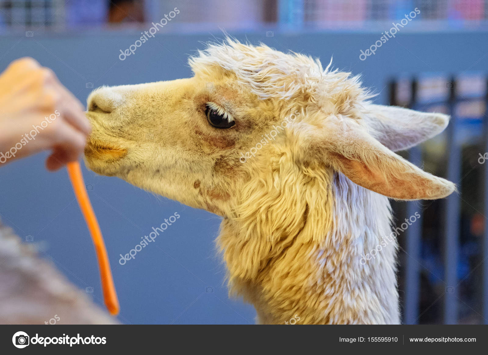 White alpaca eating carrot in the barn — Stock Photo © botabateau