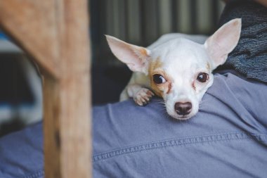 Beyaz chihuahua insan bacak üzerinde yatıyordu