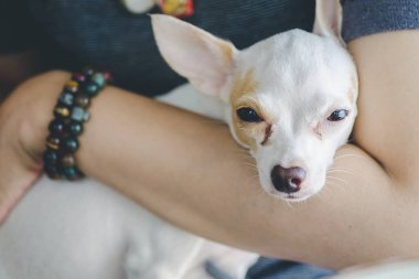 İnsan kolu beyaz chihuahua