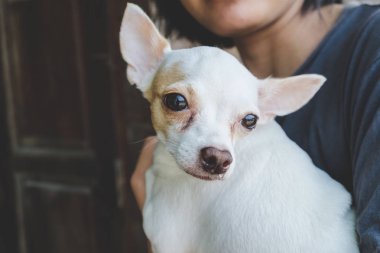 Beyaz chihuahua hasta üzücü