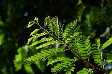 Güneş ışığı altında yeşil demirhindi şube