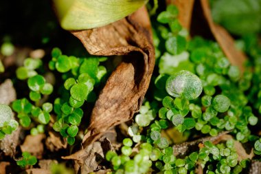 Yakın çekim yaprak yeşil bitki boyunca ölüyor