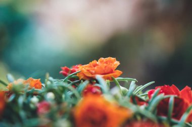 Turuncu gül ile arka plan bulanıklık