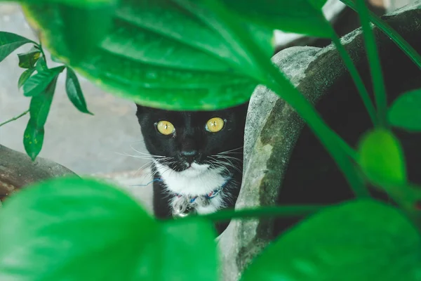 Gato preto atrás da folha de lótus olhando para a câmera . — Fotografia de Stock