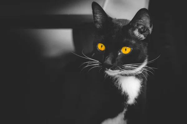 Yellow eyes black cat — Stock Photo, Image