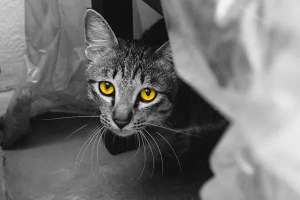 Occhi gialli gatto guardare la fotocamera — Foto Stock