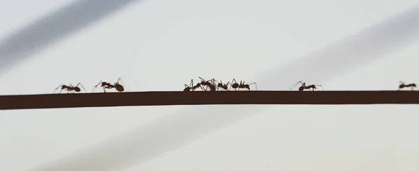 Karıncalar kablo tel üzerinde