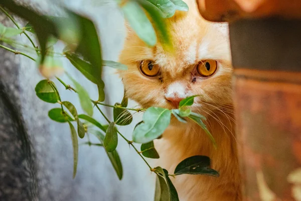Ağaç dalı arkasındaki turuncu Farsça kedi