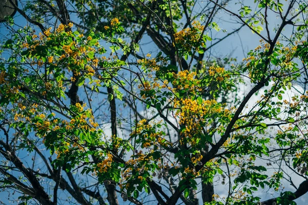 Sarı pterocarpus macrocarpus çiçek ağaç