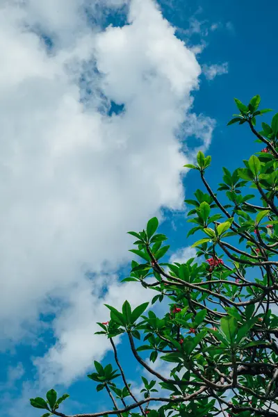 Plumeria ağaç ve mavi gökyüzü
