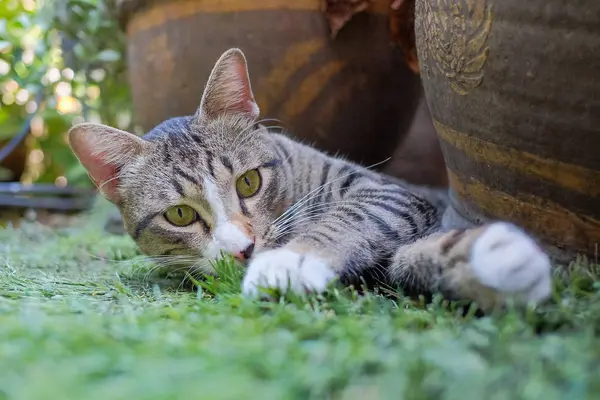 Gatto giaceva sulle erbe — Foto Stock