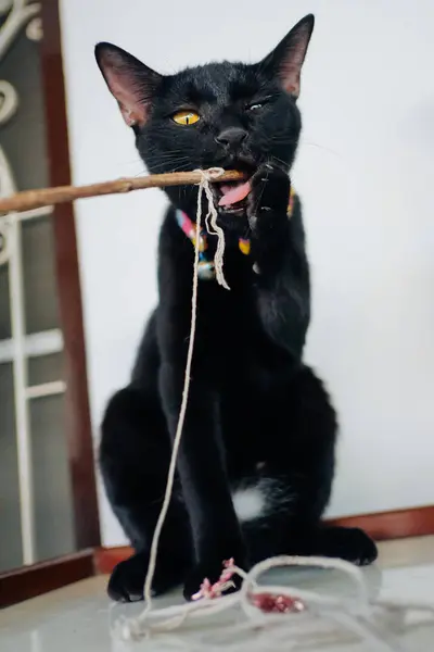 Gattino nero che gioca ramo d'albero — Foto Stock