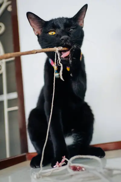 Siyah yavru kedi oyun ağaç dalı